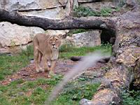Lionne de l'Atlas (cla Mammiferes, ord Carnivores, fam Felides) (2)